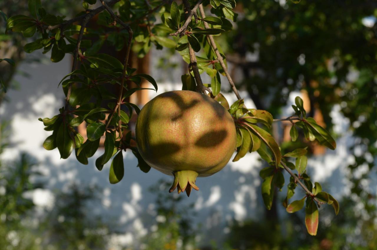 Ktima Natura Archangelos  Rum bild